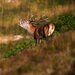Red deer in rut