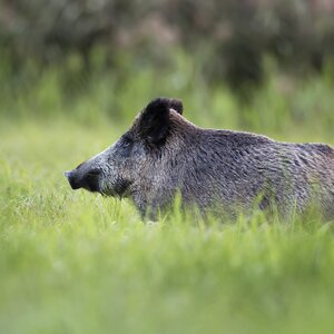 Wild boars in fields
