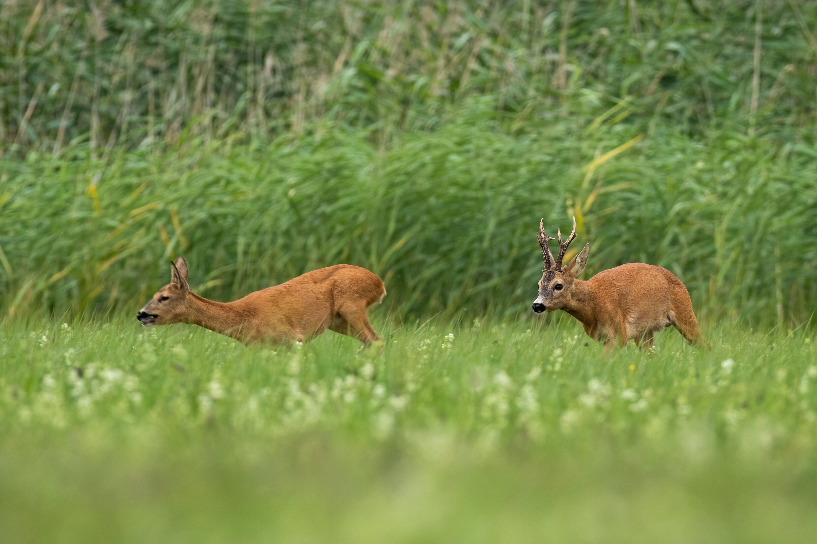 Roe buck in rut